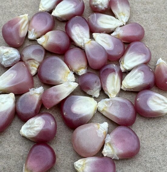 Kukurūza "Little Miss Muffet" sēkla